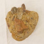 N Montana Albertosaurus Dinosaur Tooth with Bone