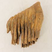 Fossilized North Sea Woolly Mammoth Tooth