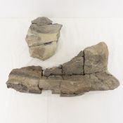 N Dakota Fossilized Ceratopsian Dinosaur Bone