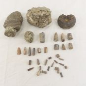 Fossilized Ammonite & Cephalopod Specimens
