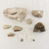 Fossilized White River Oredont Formation & Teeth
