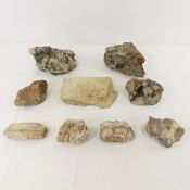 Petrified Wood, Fossilized Algae & Pyrite Ore