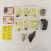 Fossilized Shark Teeth, Whale Ear Bone & more