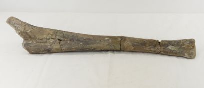 Fossilized Hadrosaur Dinosaur Ulna Forearm Bone