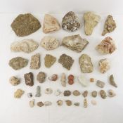 Assortment of Fossilized Seabed Coral