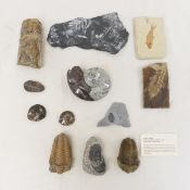 Fossilized Trilobite, Ammonite, Baculite & Fern