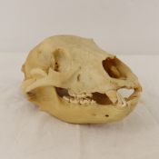 Cleaned Black Bear Skull & Mandible