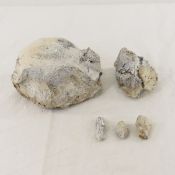 Broken Ceratopsian Dinosaur Vertebrae