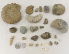 Fossilized Ammonite, Operculum, Petosky Stone