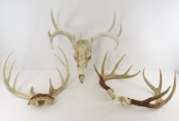3 Deer Antler Racks - 1 with Partial Skull