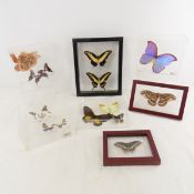 Mounted Butterfly Specimens in Acrylic Cases
