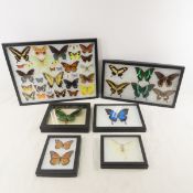Collection of Butterflies in Riker Display Cases