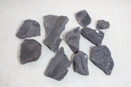 Assorted Geological Fossils
