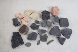 Assorted Plant Fossils