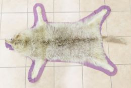 Treated Adult Coyote Fur Pelt