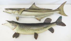Vintage Taxidermy Fish Mounts, Cobia & Northern
