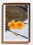 Wolfgang Tillmans (1968 Remscheid – lebt in Berlin und London)