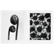 Karl Blossfeldt (1865 Schielo - Berlin 1932)