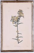 Botanisches Blatt