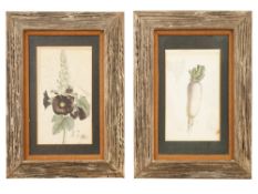 TWO VINTAGE BOTANICAL MALLOW AND DAIKON LITHOGRAPHS