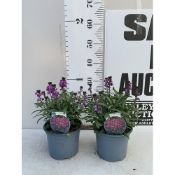 TWO ERYSIMUM BOWLES MAUVE IN 2 LTR POTS. APPROX 40-50CM TALL. TO BE SOLD FOR THE TWO