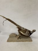 A TAXIDERMY PHEASANT ON A NATURALISTIC BASE