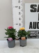 TWO DAHLIA DAHLIETTA SURPRISE 'LOUISE' AND 'KELLY' IN 1 LTR POTS. APPROX 30CM TALL, TO BE SOLD FOR