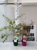 TWO ACER PALMATUMS - ONE 'BENI-MAKO' AND ONE 'SEIRYU' IN 3 LTR POTS. APPROX 80-110CM TALL, TO BE