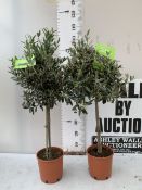 TWO STANDARD OLIVE OLEA TREES IN 4 LTR POTS. APPROX 100-110CM TALL, TO BE SOLD FOR THE PAIR. NO VAT