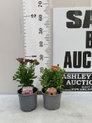 TWO OSTEOSPERMUM DALINA - 'SPECIAL SUNSHINE BEAUTY' AND 'DOUBLE PINK' IN 1 LTR POTS. APPROX 20-