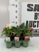 SIX MIXED NONSTOP BEGONIAS- 'F1 WHITE', 'PINK' AND 'RED'. IN P9CM POTS TO BE SOLD FOR THE SIX