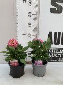 TWO DAHLIA DAHLIETTA SURPRISE 'LOUISE' AND 'PAULA' IN 1 LTR POTS. APPROX 30CM TALL, TO BE SOLD FOR