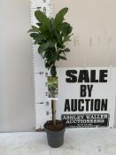 ONE LAUREL 'ETNA' STANDARD TREE IN A 3 LTR POT. APPROX 120CM TALL