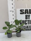 TWO AUBERGINE 'BLACK BEAUTY' IN 1 LTR POTS. APPROX 40CM TALL, TO BE SOLD FOR THE TWO. NO VAT
