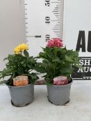TWO DAHLIA DAHLIETTA SURPRISE 'KELLY' AND 'PAULA' IN 1 LTR POTS. APPROX 30CM TALL, TO BE SOLD FOR