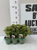 SIX COLEUS 'WATERMELON'. IN P9CM POTS TO BE SOLD FOR THE SIX