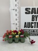 SIX MIXED ANTIRRHINUMS CANDELABRA - YELLOW, PURPLE AND ORANGE. IN P9CM POTS TO BE SOLD FOR THE SIX