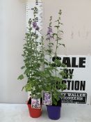 TWO LAVATERA MALVA- ONE 'LILAC LADY' AND ONE 'DUET' IN FLOWER IN 3 LTR POTS. APPROX 120CM TALL, TO