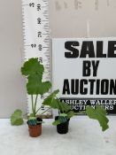 TWO COURGETTES 'F1 MIDNIGHT' IN 1 LTR POTS. APPROX 30-50CM TALL, TO BE SOLD FOR THE TWO. NO VAT