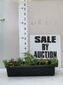 ONE LARGE TROUGH PLANTER FILLED WITH BEDDING PLANTS AND SHRUBS - TO INCLUDE A PIERIS, SEMPS,
