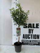 ONE STANDARD HOLLY TREE ILEX AQUIFOLIUM 'ALASKA' WITH BERRIES. IN 3 LTR POTS. APPROX 120CM TALL