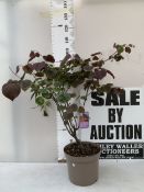 ONE LARGE CERCIS CANADENSIS 'FOREST PANSY' TREE IN A 10 LTR POT. DECIDUOUS MULTI STEMMED TREE WITH