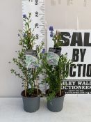 TWO CEANOTHUS-'SKYLARK' IN 2 LTR POTS ON A PYRAMID FRAME. APPROX 70-80CM TALL, TO BE SOLD FOR THE