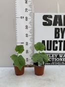 TWO CUCUMBER 'CARMEN' IN 1 LTR POTS. APPROX 30CM TALL, TO BE SOLD FOR THE TWO. NO VAT