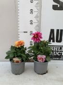 TWO DAHLIA DAHLIETTA SURPRISE 'CANDY' AND 'DEMI' IN 1 LTR POTS. APPROX 30CM TALL, TO BE SOLD FOR THE