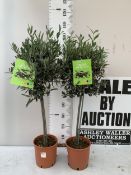 TWO STANDARD OLIVE OLEA TREES IN 4 LTR POTS. APPROX 110CM TALL, TO BE SOLD FOR THE PAIR. NO VAT