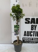 ONE BAY 'JUNIOR' STANDARD TREE IN A 3 LTR POT. APPROX A METRE TALL. NO VAT