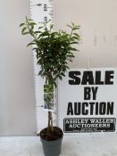 ONE PRUNUS LUSTIANICA 'ANGUSTFOLIA' STANDARD TREE IN A 3 LTR POT. APPROX 90CM TALL