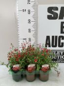 SIX MIXED DIASCIA 'DIAMOND DARK ORANGE' AND 'DIAMOND PINK'. IN P9CM POTS TO BE SOLD FOR THE SIX