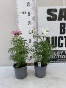 TWO MIXED COLOUR COSMOS 'APOLLO' IN 1 LTR POTS. APPROX 40-50CM TALL, TO BE SOLD FOR THE TWO